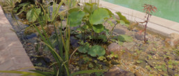 close up of freshwater pool garden