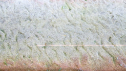 closeup of stonework with texture